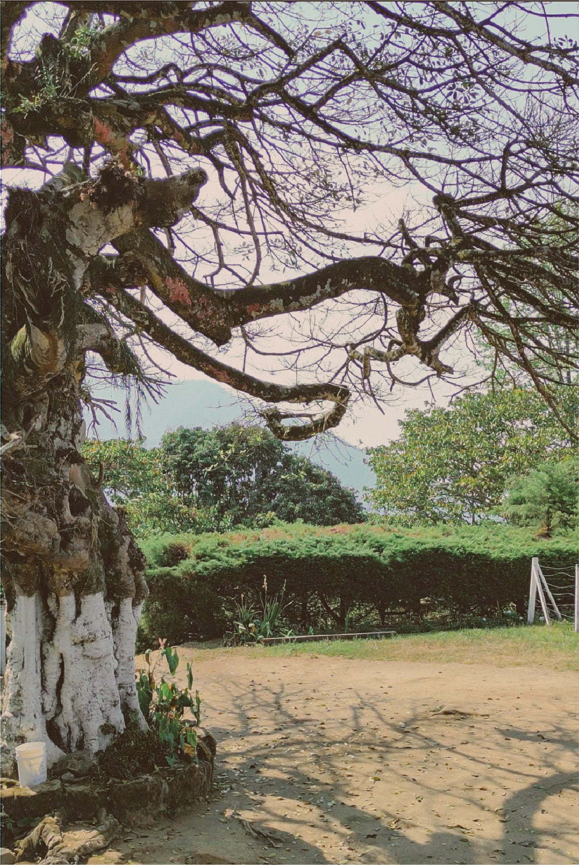 Our Odyssey with the Pacas Coffee Heritage