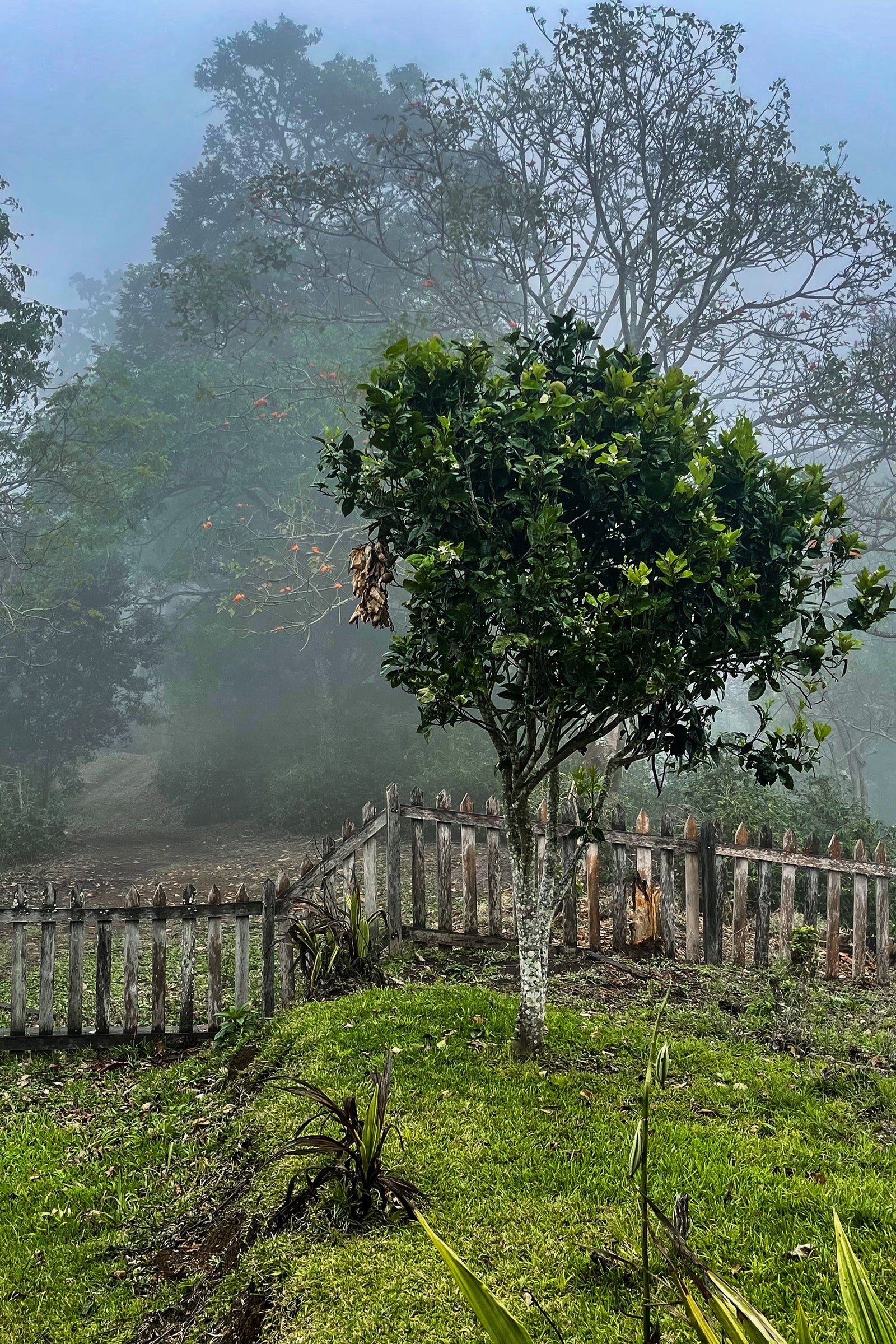 The Rainforest Geshas • Finca Santa Teresa
