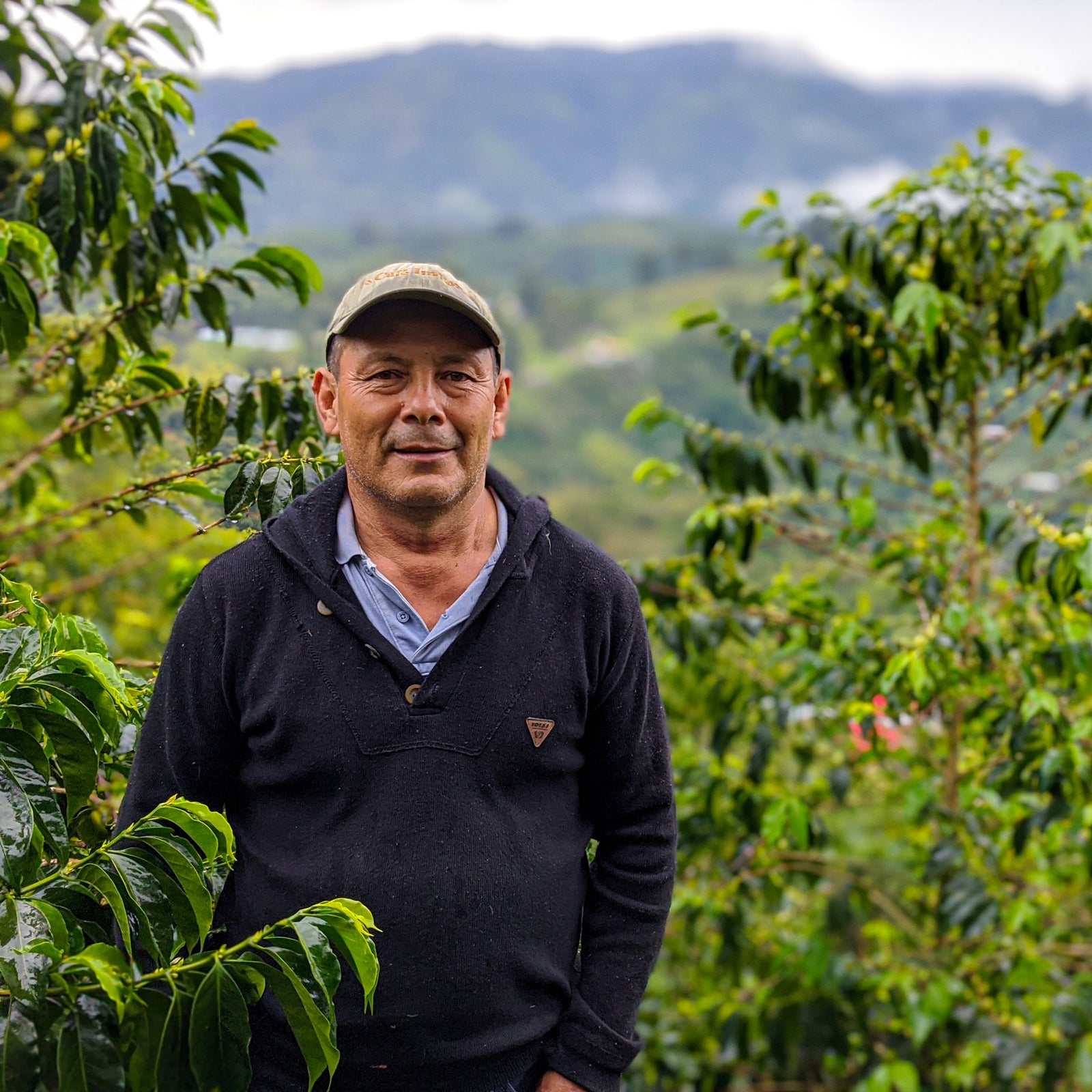 Astorias Rosa • New Bourbon Variety