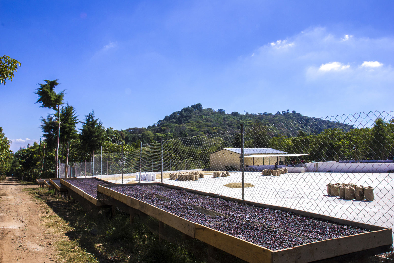 Guatemala - Direct sourcing model