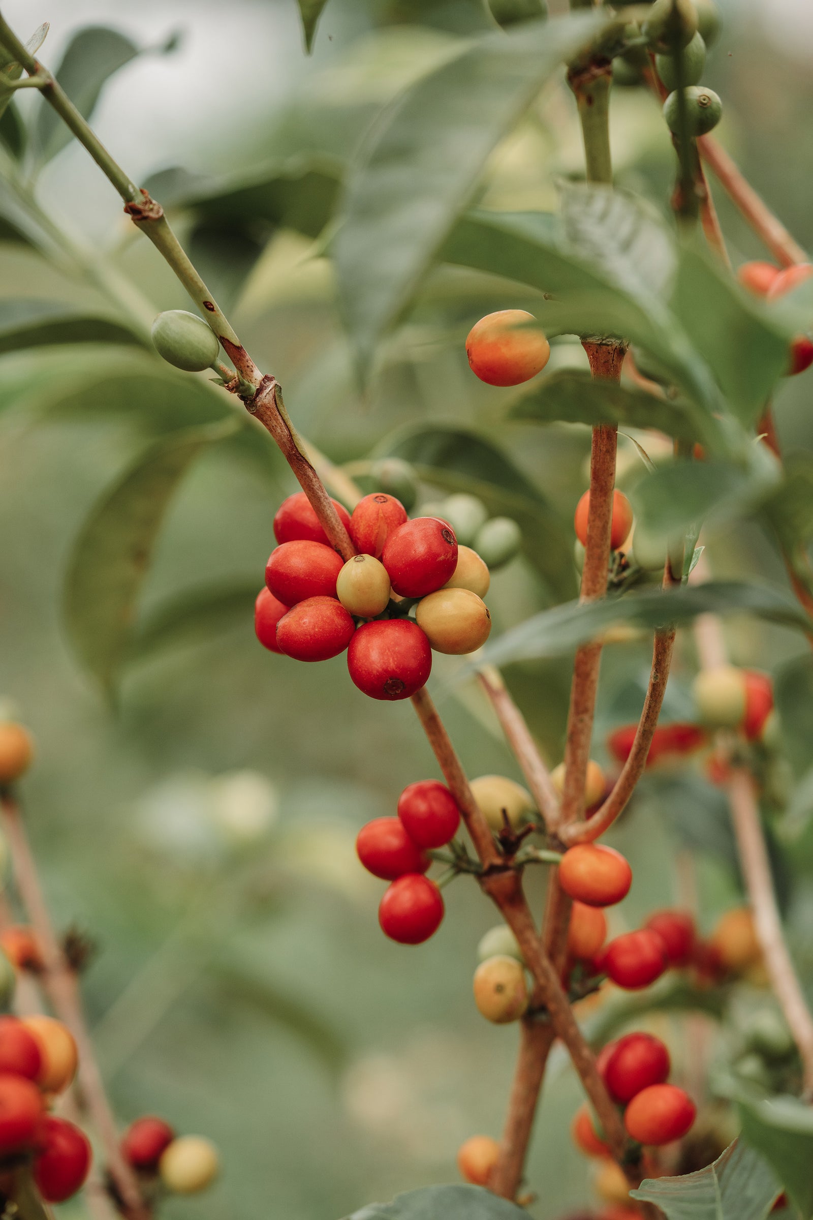 Exploring the World of Maragesha: A Journey with Luis Aníbal Calderón