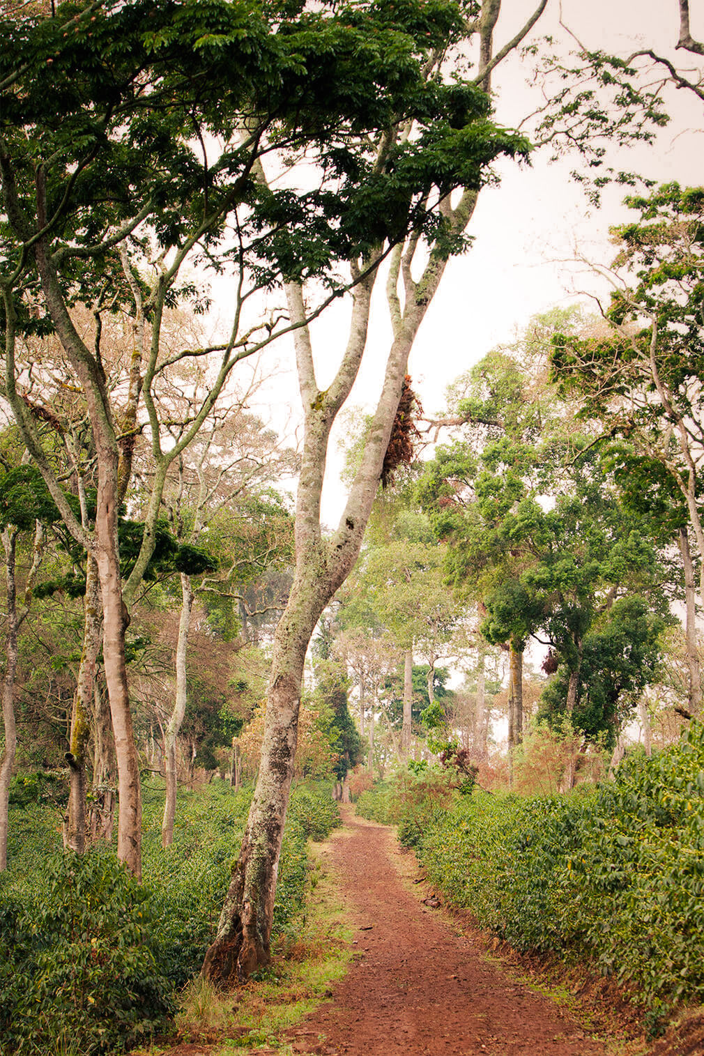 Return to the Land of Origin: Gesha Village