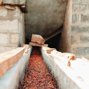 Explore the world of specialty craft coffee!
