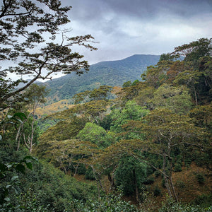 *PREORDER* Savage Finca Deborah - Afterglow, Illumination, & Nirvana Geisha • Reserve 200g Tin