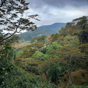 Savage Finca Deborah • Panama • Afterglow Geisha