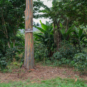 Finca La Esperanza