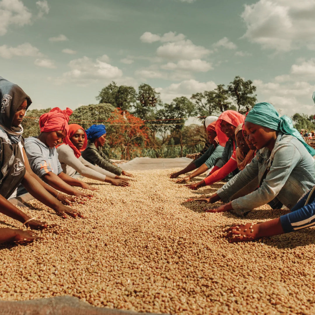 Corvus Coffee Roasters, photo 7