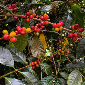 Savage Finca Deborah • Panama • Afterglow Geisha