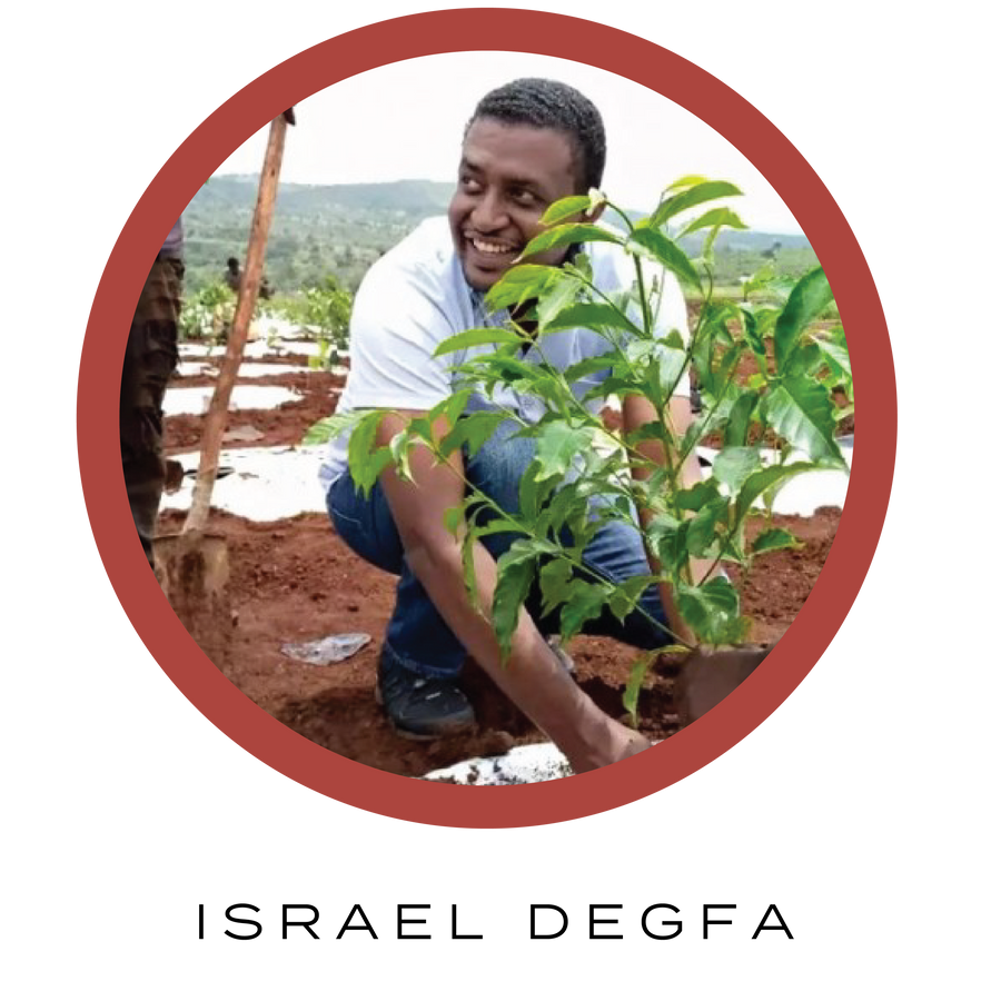 Adola Woreda • Ethiopia • Anaerobic Washed