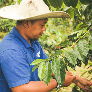 Kebun Galla • Sumatra • Washed Ateng